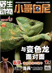 《小哥白尼：野生动物》