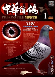 《中华信鸽》
