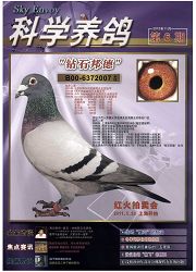 《科学养鸽》