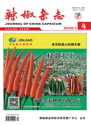 《辣椒杂志》