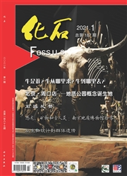 《化石》
